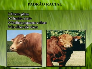 Fronte plana
Chanfro é reto
Orelhas pequenas e finas
Os olhos são vivos
PADRÃO RACIAL
 