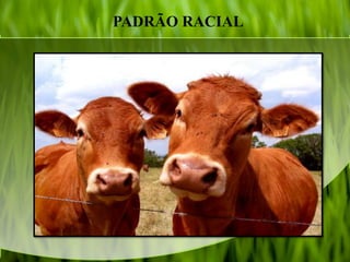 PADRÃO RACIAL
 