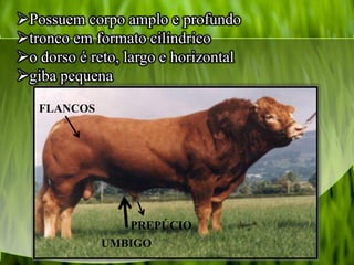 Possuem corpo amplo e profundo
tronco em formato cilíndrico
o dorso é reto, largo e horizontal
giba pequena
PREPÚCIO
UMBIGO
FLANCOS
 