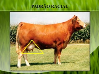 PADRÃO RACIAL
 