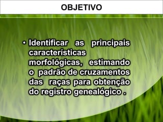 OBJETIVO
• Identificar as principais
características
morfológicas, estimando
o padrão de cruzamentos
das raças para obtenção
do registro genealógico .
 