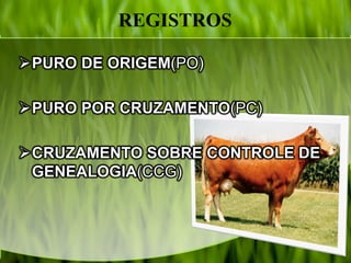 REGISTROS
PURO DE ORIGEM(PO)
PURO POR CRUZAMENTO(PC)
CRUZAMENTO SOBRE CONTROLE DE
GENEALOGIA(CCG)
 