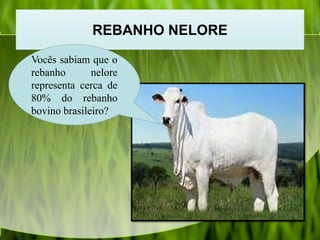 REBANHO NELORE
Vocês sabiam que o
rebanho nelore
representa cerca de
80% do rebanho
bovino brasileiro?
 