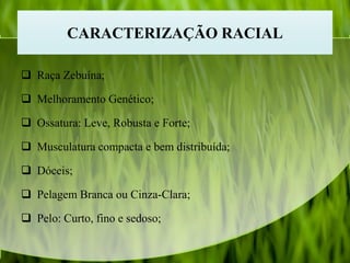 CARACTERIZAÇÃO RACIAL
 Raça Zebuína;
 Melhoramento Genético;
 Ossatura: Leve, Robusta e Forte;
 Musculatura compacta e bem distribuída;
 Dóceis;
 Pelagem Branca ou Cinza-Clara;
 Pelo: Curto, fino e sedoso;
 