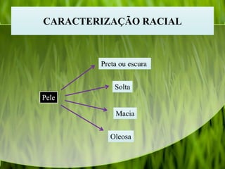 CARACTERIZAÇÃO RACIAL
Pele
Preta ou escura
Solta
Macia
Oleosa
 