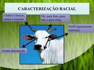 CARACTERIZAÇÃO RACIAL
Perfil ligeiramente
convexo;
Chifres Cônicos,
curtos e escuros.
Dir. para fora, para
trás e para cima.
Fronte descarnada
 