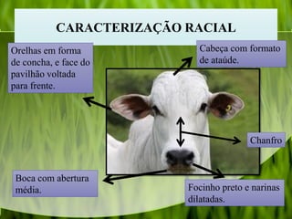 CARACTERIZAÇÃO RACIAL
Orelhas em forma
de concha, e face do
pavilhão voltada
para frente.
Boca com abertura
média.
Cabeça com formato
de ataúde.
Focinho preto e narinas
dilatadas.
Chanfro
 