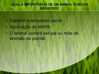 QUAL A IMPORTÂNCIA DE UM ANIMAL POSSUIR
REGISTRO?
• Garantir exemplares puros
• Aprovação do MAPA
• O animal poderá ser pai ou mãe de
animais de plantel.
 