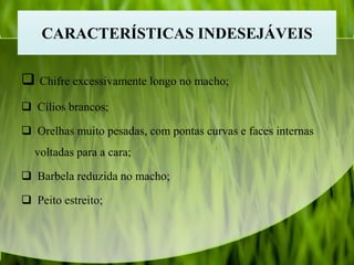 CARACTERÍSTICAS INDESEJÁVEIS
 Chifre excessivamente longo no macho;
 Cílios brancos;
 Orelhas muito pesadas, com pontas curvas e faces internas
voltadas para a cara;
 Barbela reduzida no macho;
 Peito estreito;
 