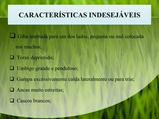 CARACTERÍSTICAS INDESEJÁVEIS
 Giba tombada para um dos lados, pequena ou mal colocada
nos machos;
 Tórax deprimido;
 Umbigo grande e penduloso;
 Garupa excessivamente caída lateralmente ou para trás;
 Ancas muito estreitas;
 Cascos brancos;
 