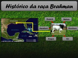 Histórico da raça Brahman
Guzerá
Hereford
GirAngus
Nelore
Shorthorn
 