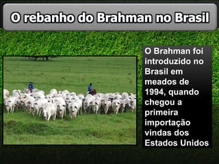 O Brahman foi
introduzido no
Brasil em
meados de
1994, quando
chegou a
primeira
importação
vindas dos
Estados Unidos
 