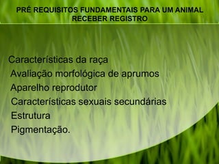 PRÉ REQUISITOS FUNDAMENTAIS PARA UM ANIMAL
RECEBER REGISTRO
Características da raça
Avaliação morfológica de aprumos
Aparelho reprodutor
Características sexuais secundárias
Estrutura
Pigmentação.
 