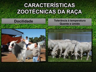 CARACTERÍSTICAS
ZOOTÉCNICAS DA RAÇA
Docilidade Tolerância à temperatura
Quente e úmido
 