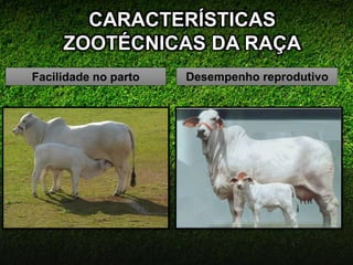 CARACTERÍSTICAS
ZOOTÉCNICAS DA RAÇA
Facilidade no parto Desempenho reprodutivo
 