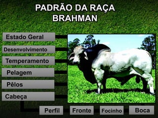 PADRÃO DA RAÇA
BRAHMAN
Estado Geral
Desenvolvimento
Cabeça
Pêlos
Pelagem
Temperamento
Focinho BocaPerfil Fronte
 