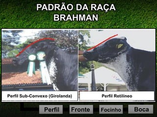 PADRÃO DA RAÇA
BRAHMAN
Estado Geral
Desenvolviment
o
Cabeça
Pêlos
Pelagem
Temperamento
Focinho BocaPerfil Fronte
Perfil Sub-Convexo (Girolanda) Perfil Retilíneo
 