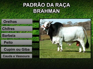 PADRÃO DA RAÇA
BRAHMAN
Orelhas
Chifres
Cauda e Vassoura
Cupim ou Giba
Peito
Barbela
 