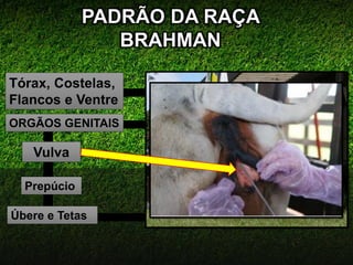 PADRÃO DA RAÇA
BRAHMAN
Tórax, Costelas,
Flancos e Ventre
Prepúcio
Úbere e Tetas
Vulva
ORGÃOS GENITAIS
 