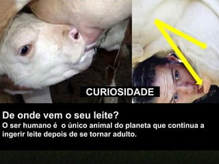 PADRÃO DA RAÇA
BRAHMAN
Tórax, Costelas,
Flancos e Ventre
Prepúcio
Úbere e Tetas
Vulva
ORGÃOS GENITAIS
De onde vem o seu leite?
O ser humano é o único animal do planeta que continua a
ingerir leite depois de se tornar adulto.
CURIOSIDADE
 