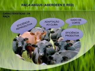 RAÇA ANGUS (ABERDEEN E RED)
ADAPTAÇÃO
AO CLIMA
EFICIÊNCIA
PRODUTIVA
GADO DE
CORTE
CARACTERÍSTICAS DA
RAÇA
 
