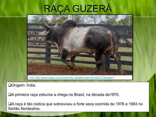RAÇA GUZERÁ
Origem: Índia.
A primeira raça zebuína a chega no Brasil, na década de1870.
A raça é tão rústica que sobreviveu a forte seca ocorrida de 1978 a 1983 no
Sertão Nordestino.
Foto: http://www.argen.com.br/animais_detalhes.asp?animal=273&class=1
 