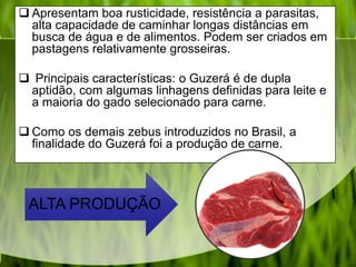  Apresentam boa rusticidade, resistência a parasitas,
alta capacidade de caminhar longas distâncias em
busca de água e de alimentos. Podem ser criados em
pastagens relativamente grosseiras.
 Principais características: o Guzerá é de dupla
aptidão, com algumas linhagens definidas para leite e
a maioria do gado selecionado para carne.
 Como os demais zebus introduzidos no Brasil, a
finalidade do Guzerá foi a produção de carne.
ALTA PRODUÇÃO
 