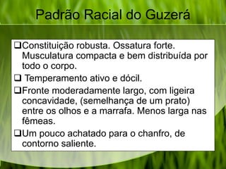 Padrão Racial do Guzerá
Constituição robusta. Ossatura forte.
Musculatura compacta e bem distribuída por
todo o corpo.
 Temperamento ativo e dócil.
Fronte moderadamente largo, com ligeira
concavidade, (semelhança de um prato)
entre os olhos e a marrafa. Menos larga nas
fêmeas.
Um pouco achatado para o chanfro, de
contorno saliente.
 