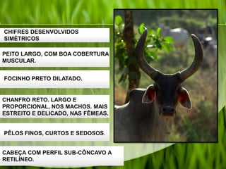 CABEÇA COM PERFIL SUB-CÔNCAVO A
RETILÍNEO.
PÊLOS FINOS, CURTOS E SEDOSOS.
CHANFRO RETO. LARGO E
PROPORCIONAL, NOS MACHOS. MAIS
ESTREITO E DELICADO, NAS FÊMEAS.
FOCINHO PRETO DILATADO.
PEITO LARGO, COM BOA COBERTURA
MUSCULAR.
CHIFRES DESENVOLVIDOS
SIMÉTRICOS
 