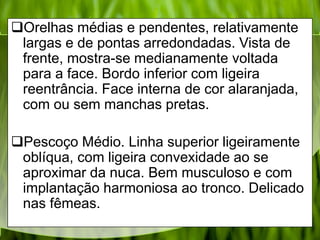 Orelhas médias e pendentes, relativamente
largas e de pontas arredondadas. Vista de
frente, mostra-se medianamente voltada
para a face. Bordo inferior com ligeira
reentrância. Face interna de cor alaranjada,
com ou sem manchas pretas.
Pescoço Médio. Linha superior ligeiramente
oblíqua, com ligeira convexidade ao se
aproximar da nuca. Bem musculoso e com
implantação harmoniosa ao tronco. Delicado
nas fêmeas.
 