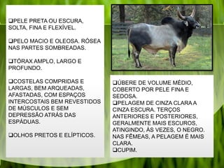 PELE PRETA OU ESCURA,
SOLTA, FINA E FLEXÍVEL.
PELO MACIO E OLEOSA. RÓSEA
NAS PARTES SOMBREADAS.
TÓRAX AMPLO, LARGO E
PROFUNDO.
COSTELAS COMPRIDAS E
LARGAS, BEM ARQUEADAS,
AFASTADAS, COM ESPAÇOS
INTERCOSTAIS BEM REVESTIDOS
DE MÚSCULOS E SEM
DEPRESSÃO ATRÁS DAS
ESPÁDUAS.
OLHOS PRETOS E ELÍPTICOS.
ÚBERE DE VOLUME MÉDIO,
COBERTO POR PELE FINA E
SEDOSA.
PELAGEM DE CINZA CLARA A
CINZA ESCURA. TERÇOS
ANTERIORES E POSTERIORES,
GERALMENTE MAIS ESCUROS,
ATINGINDO, ÀS VEZES, O NEGRO.
NAS FÊMEAS, A PELAGEM É MAIS
CLARA.
CUPIM.
 