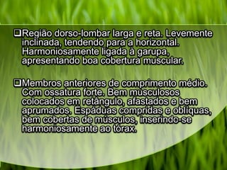 Região dorso-lombar larga e reta. Levemente
inclinada, tendendo para a horizontal.
Harmoniosamente ligada à garupa,
apresentando boa cobertura muscular.
Membros anteriores de comprimento médio.
Com ossatura forte. Bem musculosos
colocados em retângulo, afastados e bem
aprumados. Espáduas compridas e oblíquas,
bem cobertas de músculos, inserindo-se
harmoniosamente ao tórax.
 