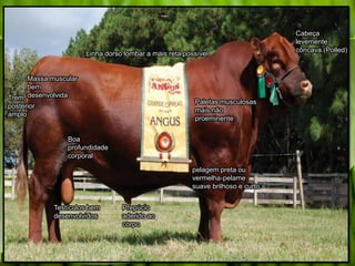 Cabeça
levemente
côncava.(Polled)
Paletas musculosas
mais não
proeminente
pelagem preta ou
vermelha-pelame
suave brilhoso e curto
Linha dorso lombar a mais reta possível
Massa muscular
bem
desenvolvidaTrem
posterior
amplo
Boa
profundidade
corporal
Testículos bem
desenvolvidos
Prepúcio
aderido ao
corpo
 