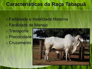 Características da Raça Tabapuã
o Fertilidade e Habilidade Materna
o Facilidade de Manejo
o Transporte
o Precocidade
o Cruzamento
 