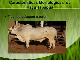 Características Morfológicas da
Raça Tabapuã
• Tipo de pelagem e pele:
 