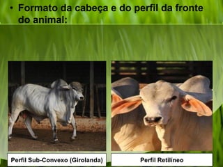 • Formato da cabeça e do perfil da fronte
do animal:
Perfil Sub-Convexo (Girolanda) Perfil Retilíneo
 