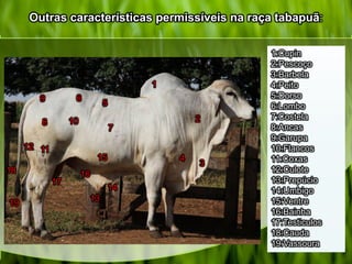 Outras características permissíveis na raça tabapuã:
1
3
4
2
5
6
8
9
7
10
1112
13
14
17
18
19
1:Cupin
2:Pescoço
3:Barbela
4:Peito
5:Dorso
6:Lombo
7:Costela
8:Ancas
9:Garupa
10:Flancos
11:Coxas
12:Culote
13:Prepúcio
14:Umbigo
15:Ventre
16:Bainha
17:Testiculos
18:Cauda
19:Vassoura
15
16
 
