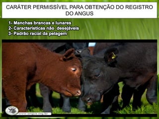 CARÁTER PERMISSÍVEL PARA OBTENÇÃO DO REGISTRO
DO ANGUS
 