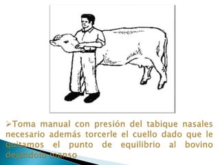 Huida o ataqueY que sus respuestas a los estímulos pasando la etapa del alerta (cese de la rumia, paro de las orejas) sea con movimientos en círculos, eludiendo o enfrentando el peligro, nunca van hacia delante o atrás, siempre hacia los costados girando en redondo. Siempre hablando de Bostaurus (bovinos tipo europeo) 