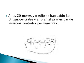 Gris o CenizosLas tonalidades de este color puede variar.G. Simple: pelaje gris color “ratón”.