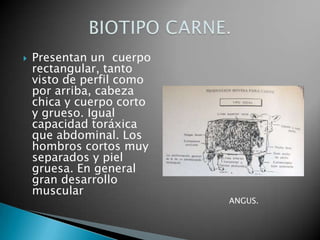 S. Salinero: se forman pequeñas manchas obscuras o claras sobre la capa.Compuestos binarios o doblesSon dos los colores de los pelos, generalmente negro-blanco o colorado-blanco. Dentro de este tipo tenemos dos grupos: pelo entremezclado y pelo a manchas.PELAJES
