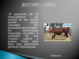 MoroEs mezcla pareja de pelos negro mate con pocos blancos, que dan un matiz azulado que lo diferencia del tordillo negro. Puede ser moro claro o moro oscuro, según la intensidad de la tonalidad.Overo, manchado o berrendoLas manchas de los dos colores son de forma, tamañoy ubicación irregular, siendo uno de los colores elblanco.Se designa con el nombre del color que no es el blanco, como ser overo negro, overo colorado, overo bayo. PELAJES