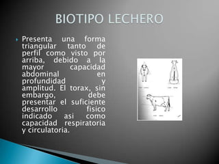 Raya de mula: presenta una raya negruzca que abarca todo o parte del centro del dorso, lomo y grupa.