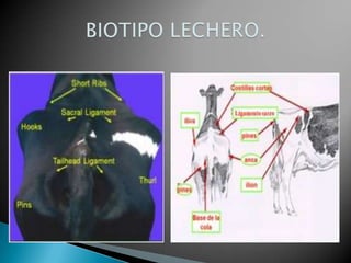 Pueden estar localizadas en cabeza y cuello, tronco o miembros.En la cabeza y el cuello:Pelitos: se observan algunos pelos de distinto tono al de la capa principal en la frente y otras zonas.