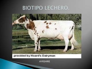 Lucero: la mancha es hasta del tamaño de una naranja.