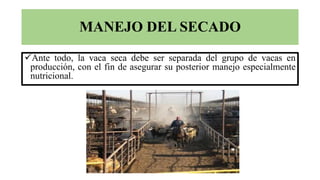 MANEJO DEL SECADO
Ante todo, la vaca seca debe ser separada del grupo de vacas en
producción, con el fin de asegurar su p...