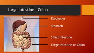 Large Intestine - Colon
Esophagus
Stomach
Small Intestine
Large Intestine or Colon

 