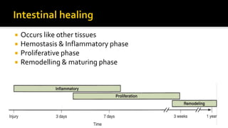  Occurs like other tissues
 Hemostasis & Inflammatory phase
 Proliferative phase
 Remodelling & maturing phase
 