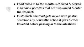 ● Food taken in to the mouth is chewed & broken
in to small particles that are swallowed & enter
the stomach.
● In stomach, the food gets mixed with gastric
secretions by peristaltic action & gets further
liquefied before passing in to the intestines.
 