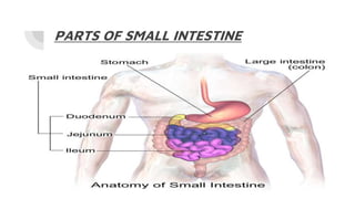 PARTS OF SMALL INTESTINE
 